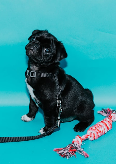 Essential Tips for Puppy Care