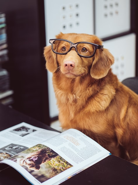 Puppy Training: A Beginner’s Guide