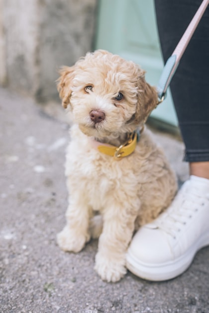 The Importance of Puppy Socialization
