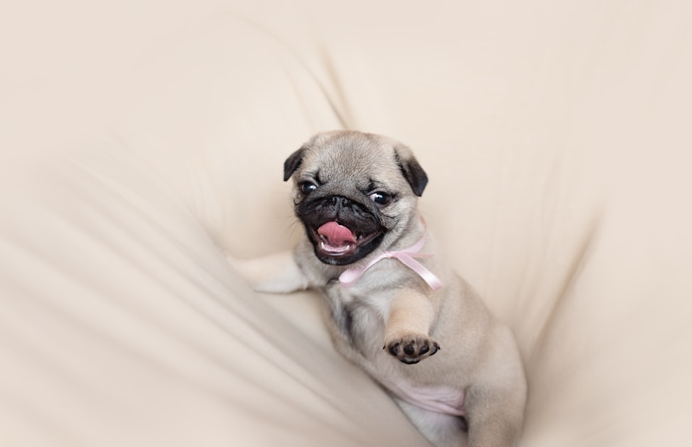 Puppy Grooming: Keeping Your Pup Clean