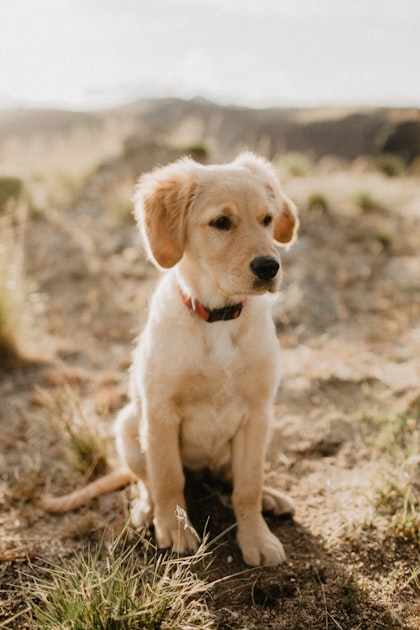 Captivating Puppy Pictures and Videos