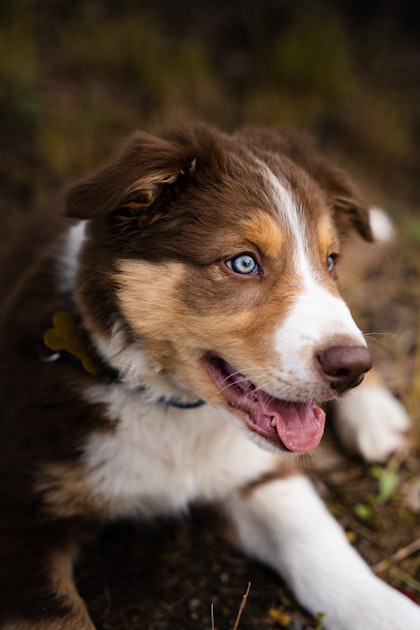 Top 5 Adorable Puppy Breeds